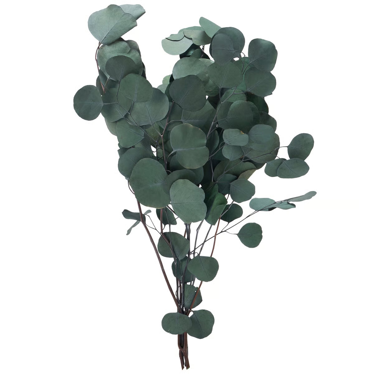 Bouquet - Green Silver Dollar
