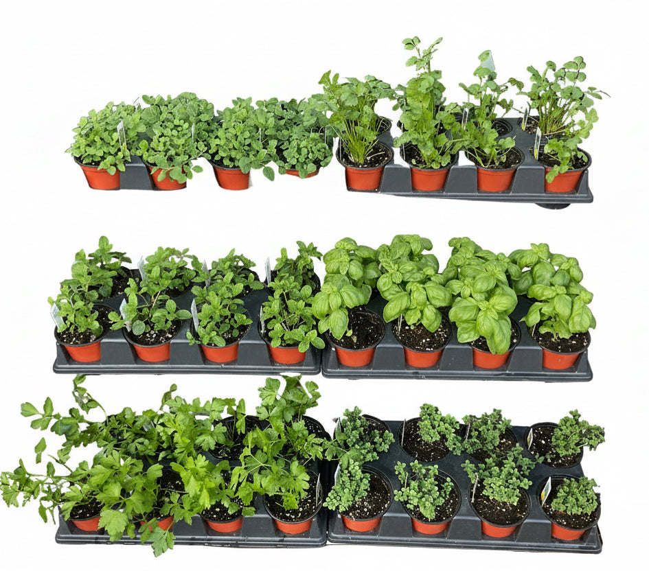 4.5" Herb Pot