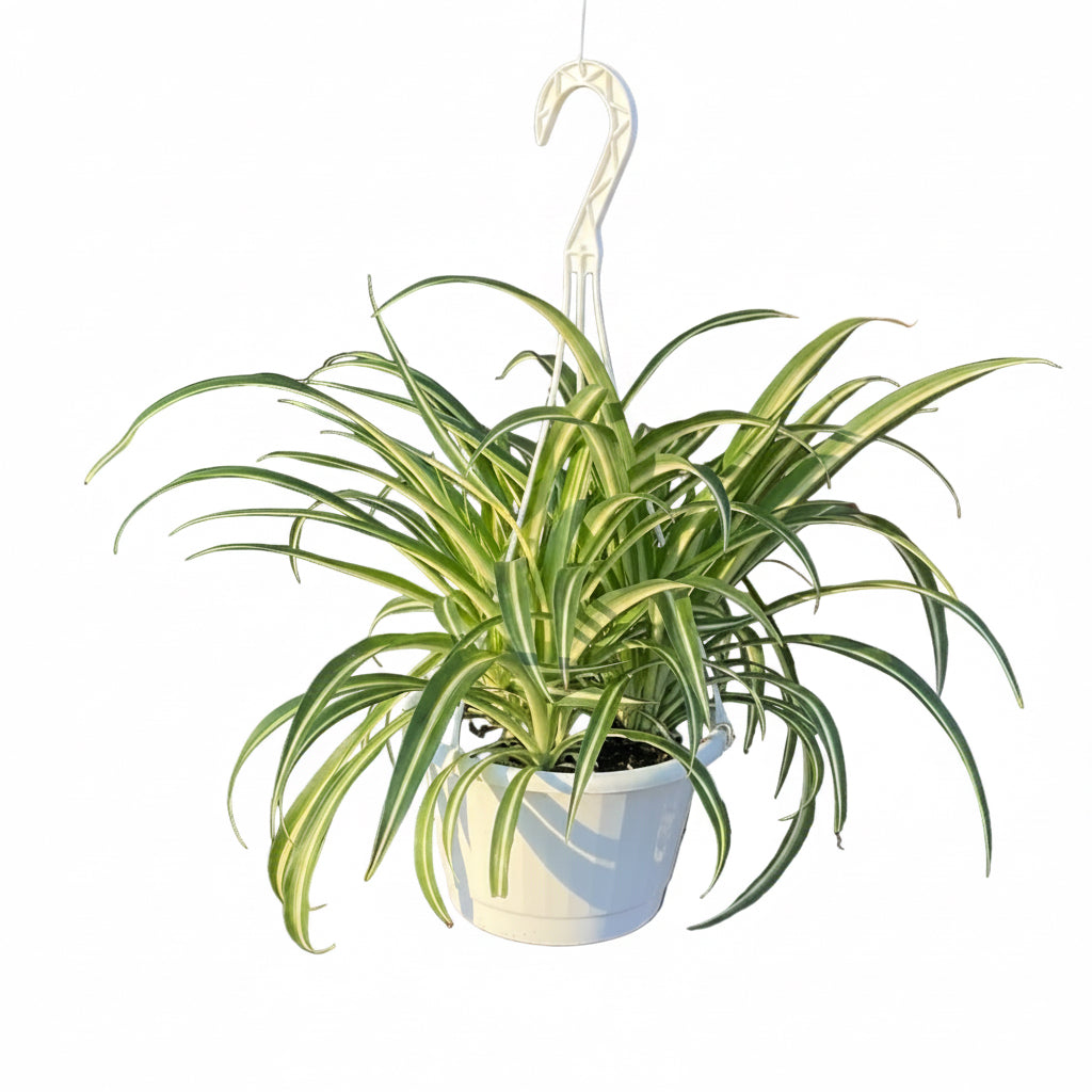 8" Indoor Foliage Hanging Basket