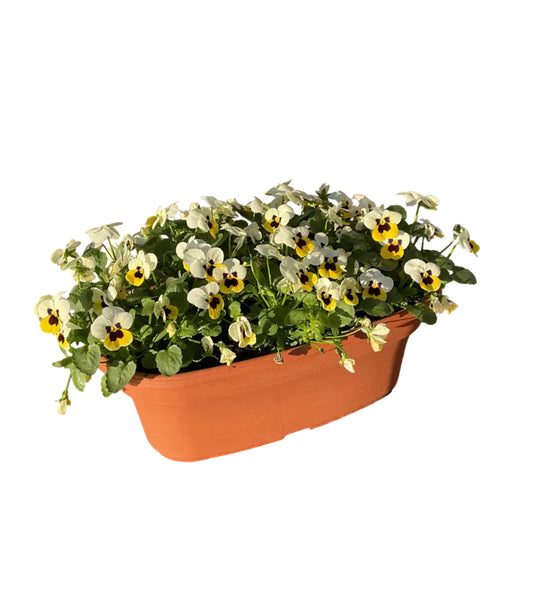 12" Oval Pansy Planter