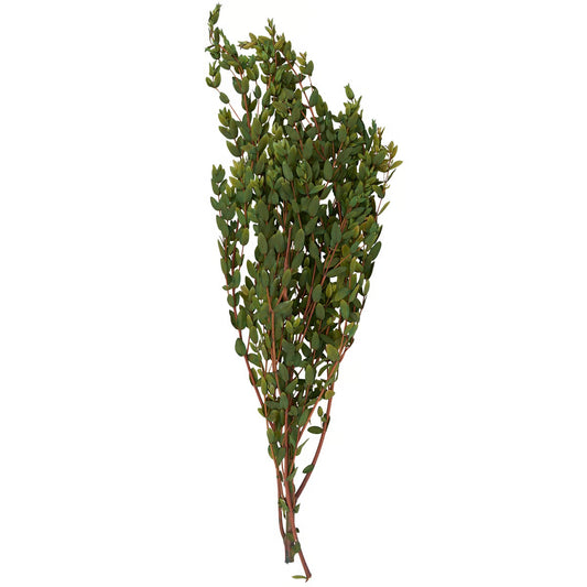 Bouquet - Small Leaf Eucalyptus