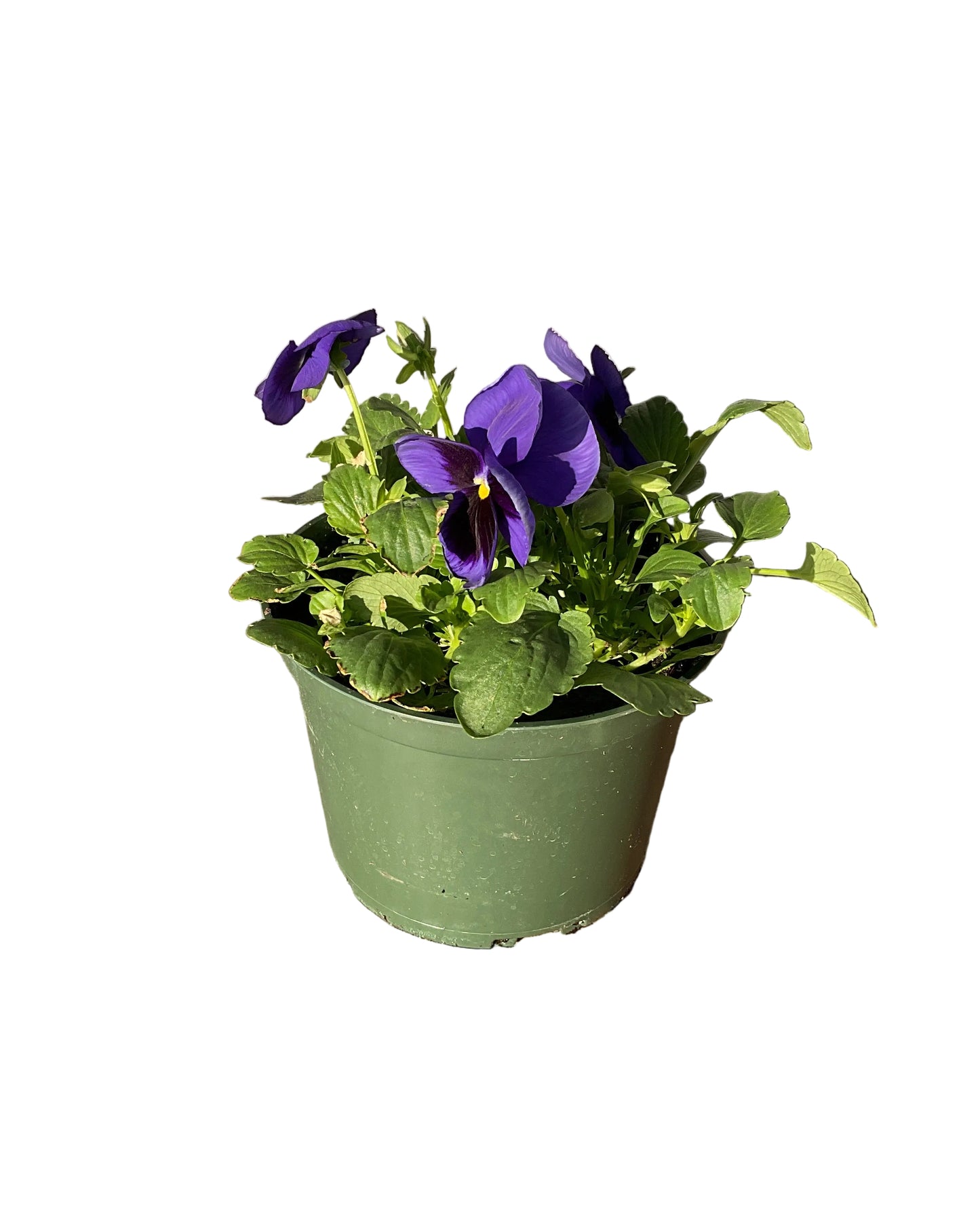 6" Pot Pansy