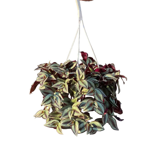 8" Indoor Foliage Hanging Basket