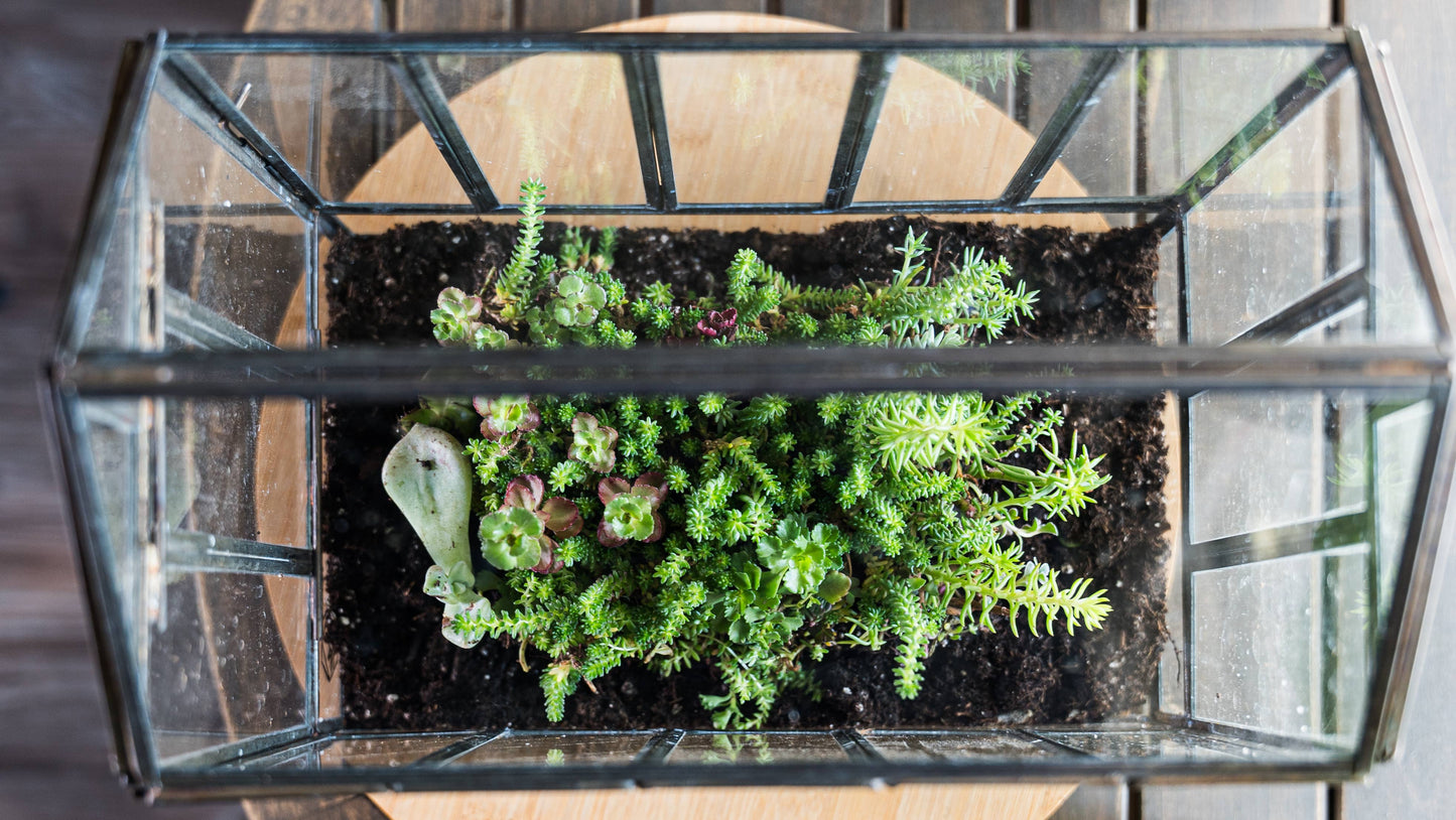 Urban Born Greenhouse Terrarium Glass+Metal, Bronze,10x7x10"