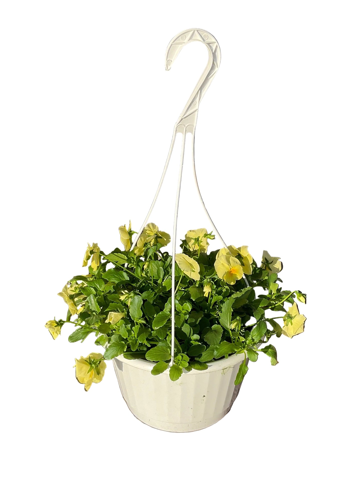 10" Pansy Hanging Basket