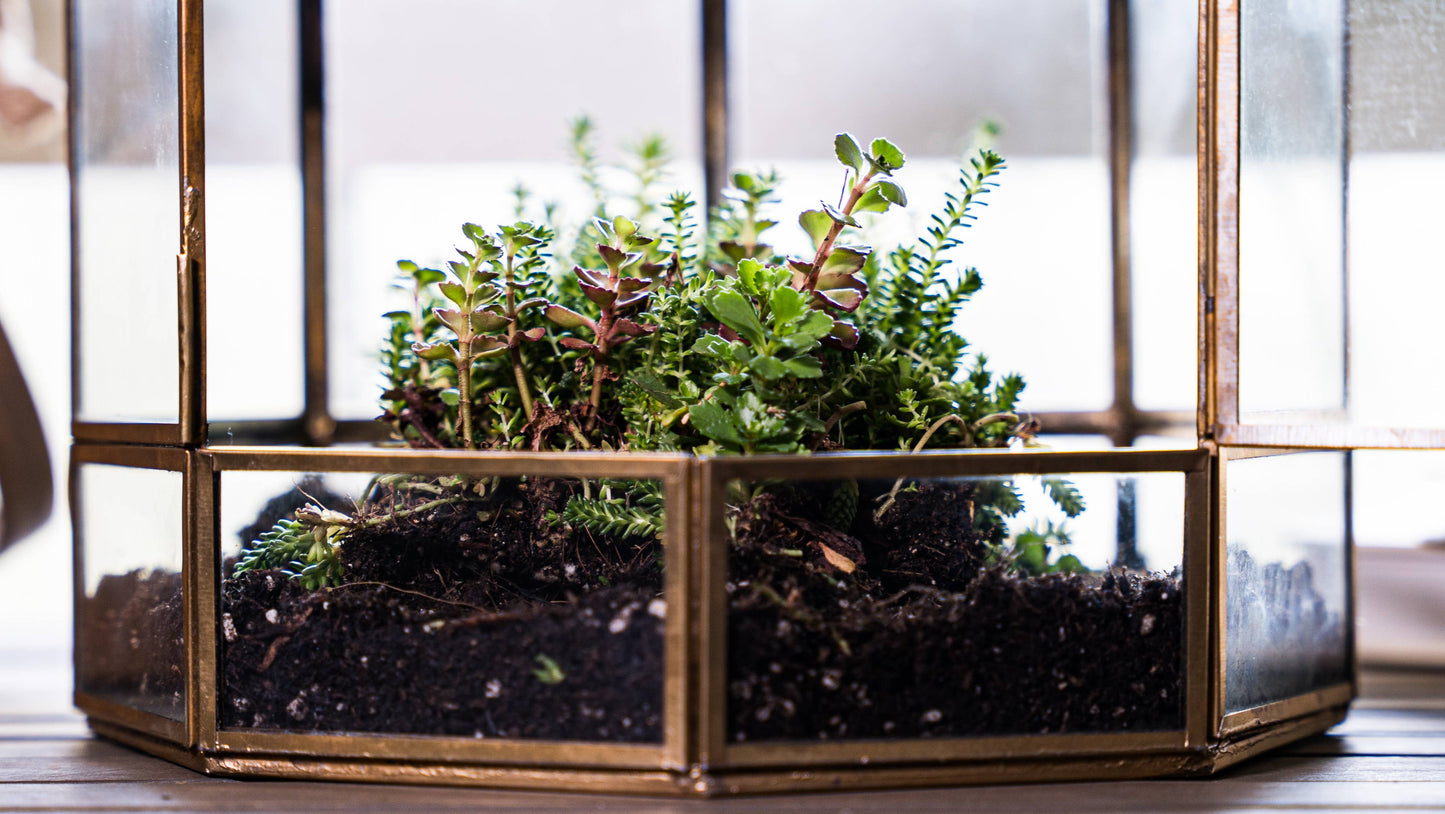 Urban Born Birdcage Terrarium: Glass Indoor Display, Bronze